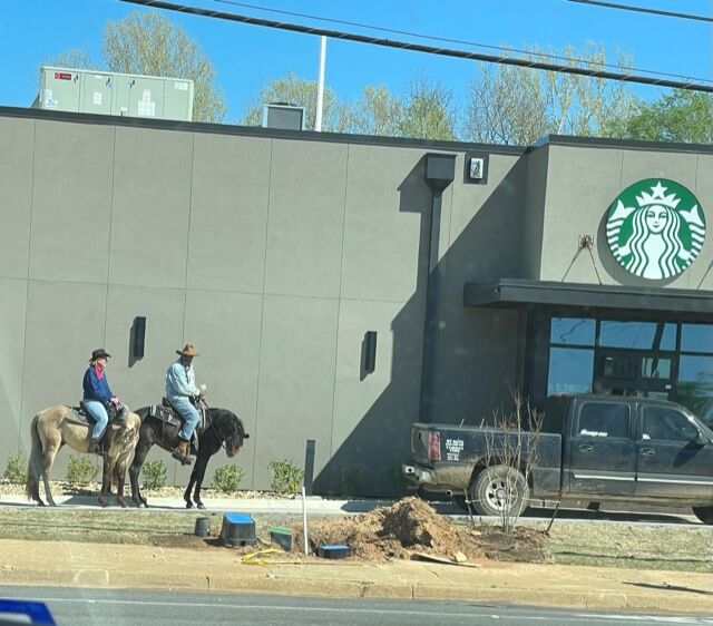 Horses starbucks 2.jpeg